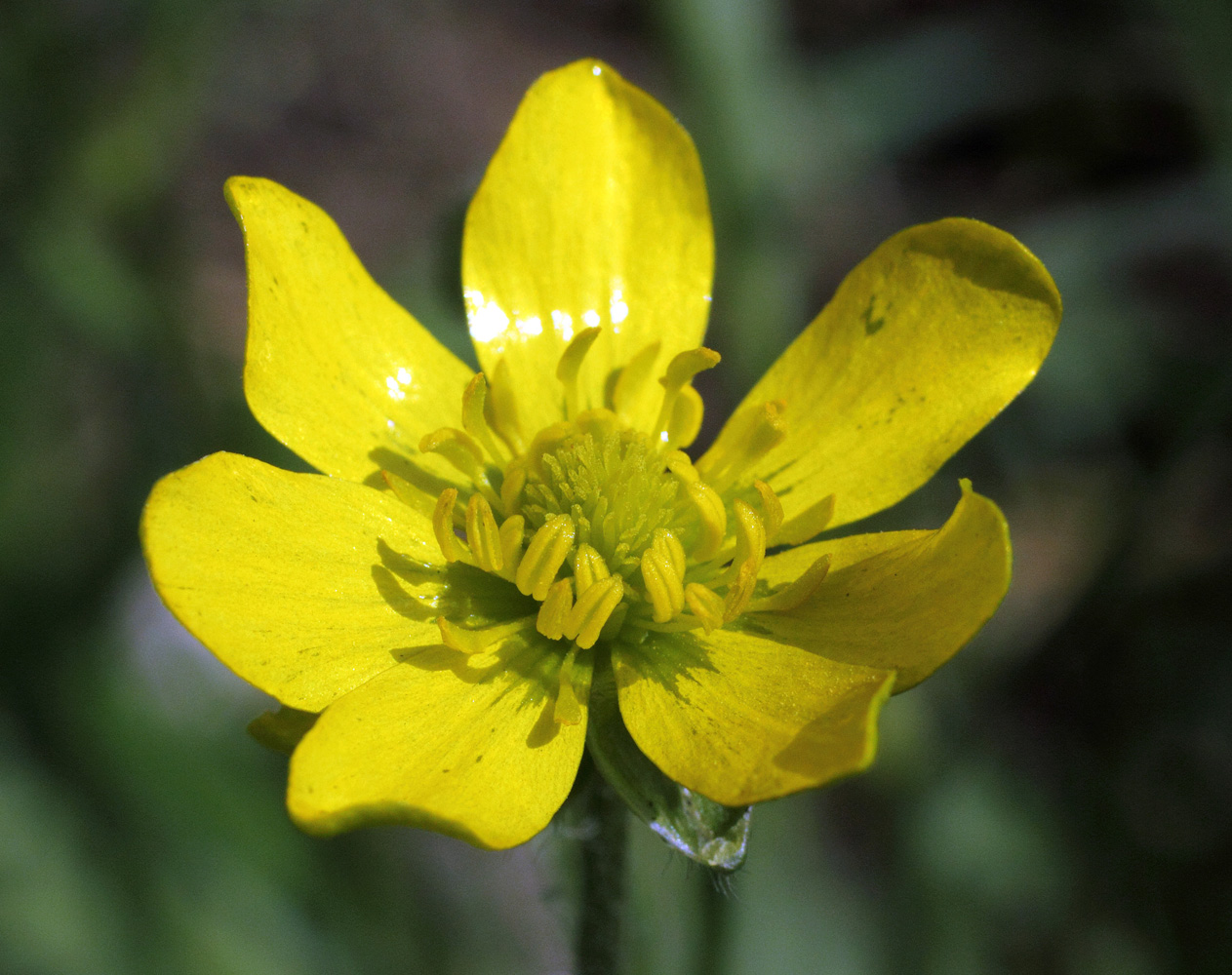 Изображение особи Ranunculus oxyspermus.