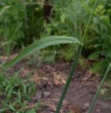 genus Digitaria