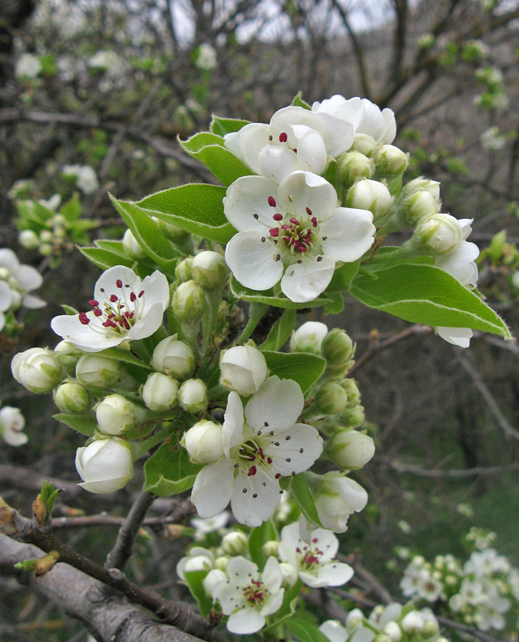 Image of Pyrus pyraster specimen.