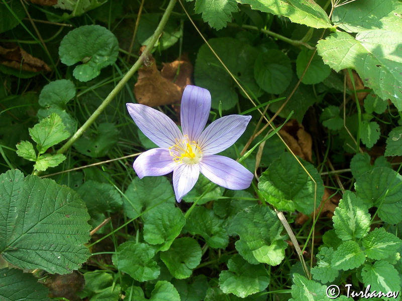 Изображение особи Crocus speciosus.