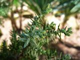 Juniperus drupacea