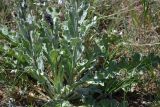 Verbascum undulatum. Нижняя часть побега. Севастополь, Караньское плато, петрофитная степь. 10.05.2013.