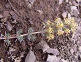 Asperula glomerata