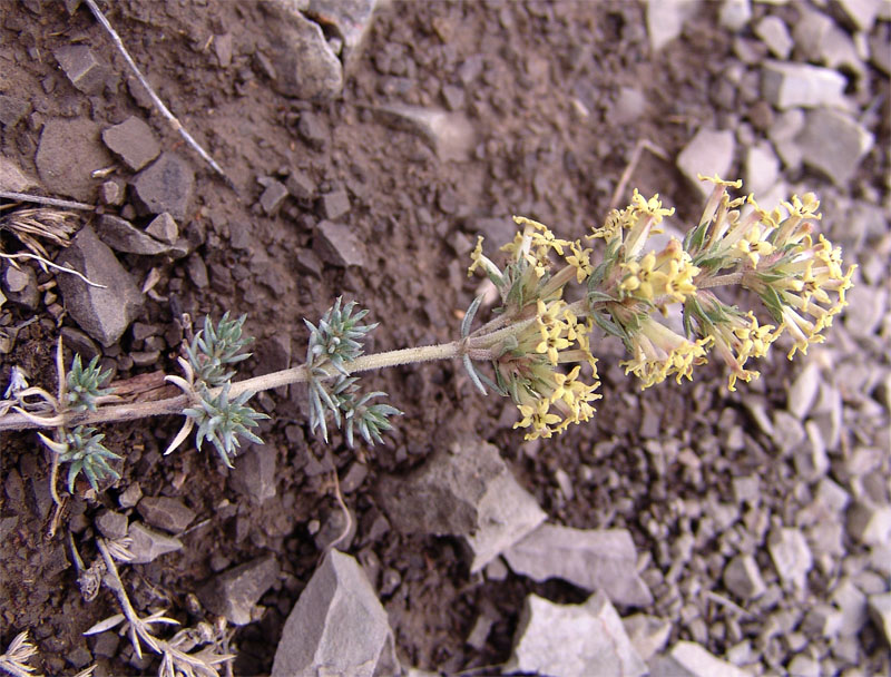 Изображение особи Asperula glomerata.