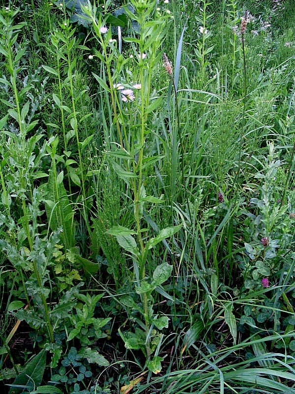 Image of Erigeron annuus specimen.