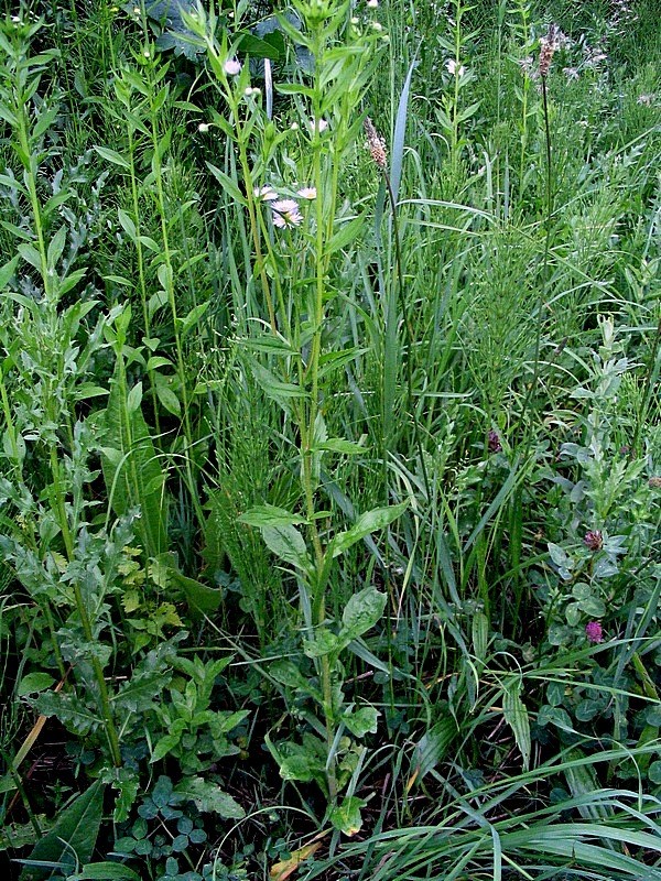 Изображение особи Erigeron annuus.