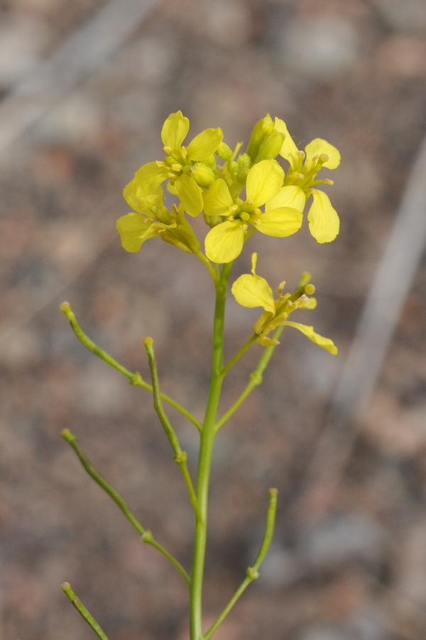 Image of Erucastrum armoracioides specimen.