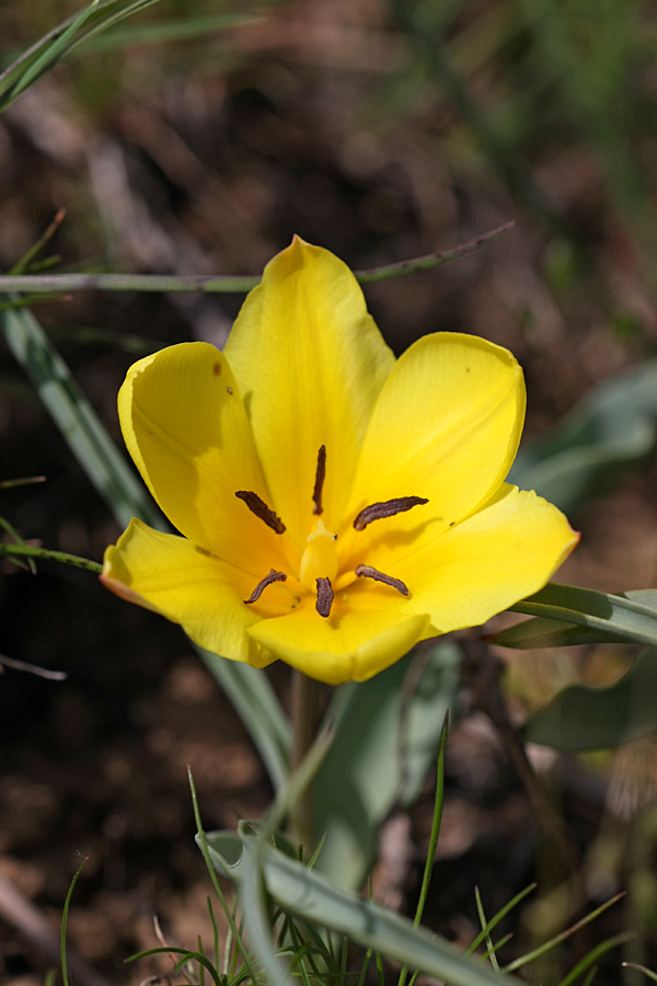 Изображение особи Tulipa lemmersii.