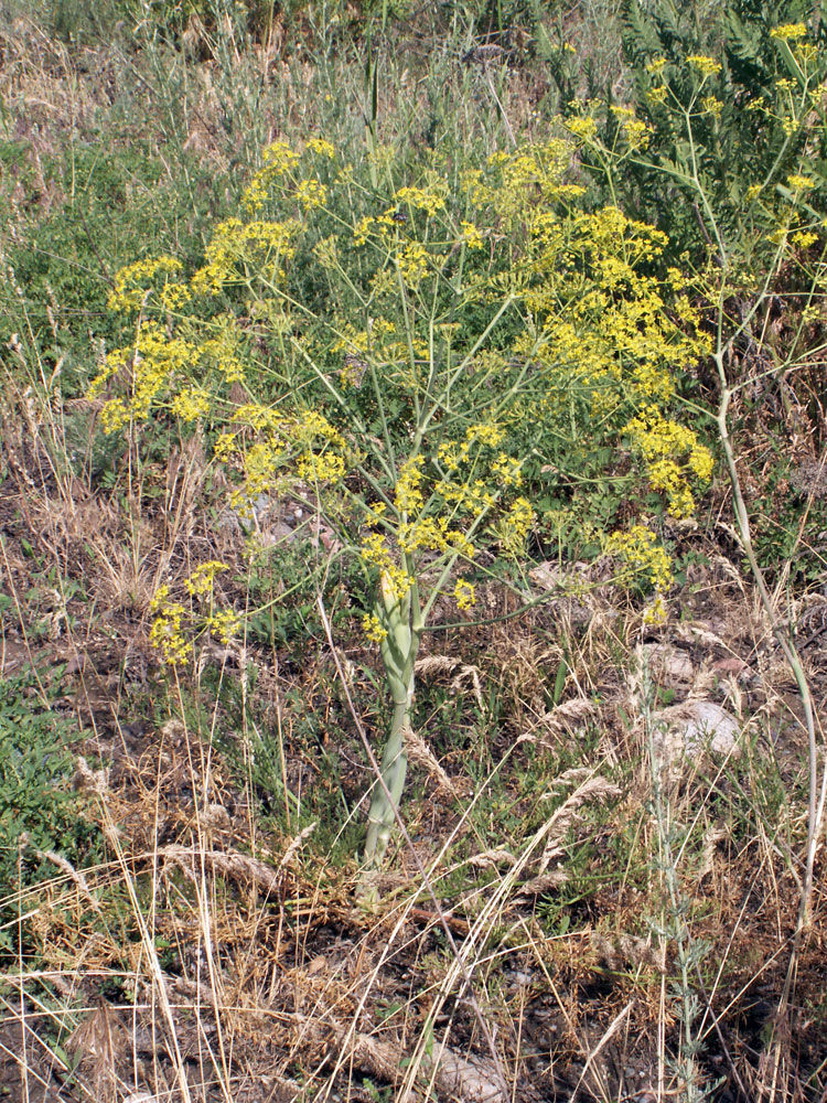 Image of Ferula tschuiliensis specimen.