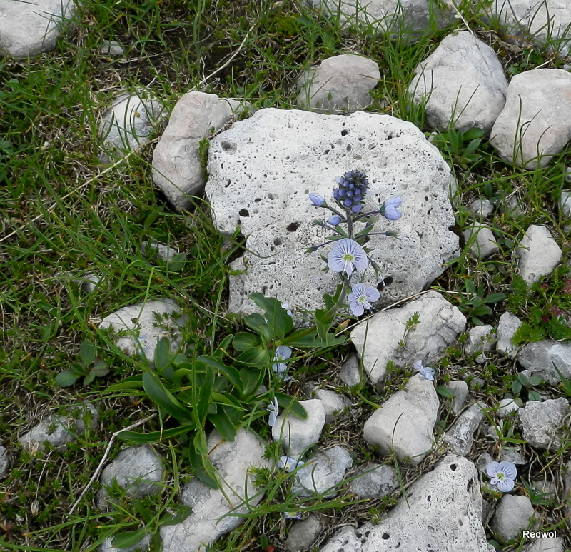 Image of Veronica gentianoides specimen.