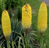 Kniphofia uvaria