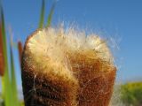 Typha