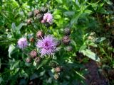 Cirsium setosum