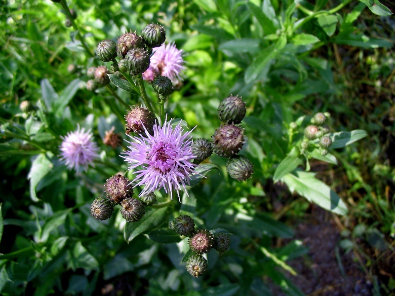 Изображение особи Cirsium setosum.