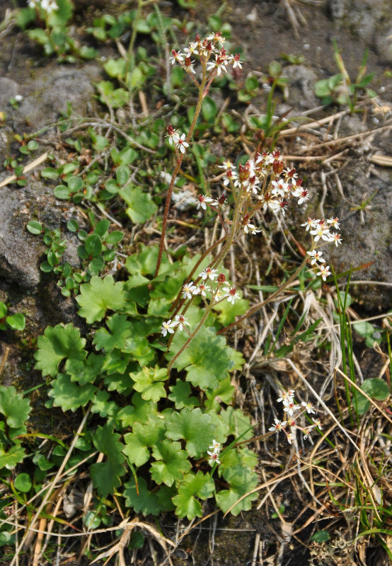 Image of Micranthes aestivalis specimen.