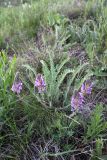 Oxytropis subcapitata