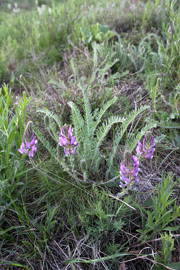 Изображение особи Oxytropis subcapitata.