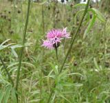 Centaurea scabiosa. Соцветие. Московская обл., Щелковский р-н, окр. пос. Образцово, склон при излучине р. Клязьма. 31.08.2013.