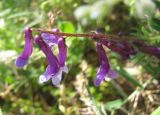 Vicia villosa