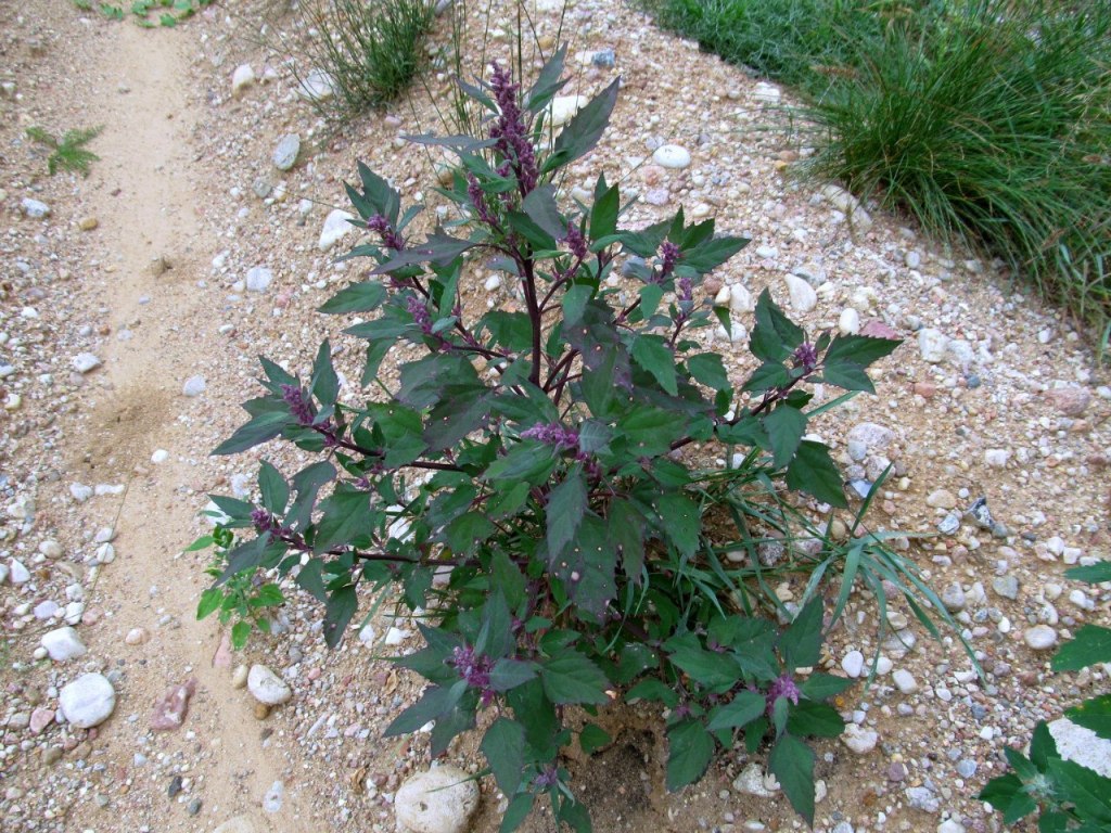 Изображение особи род Chenopodium.