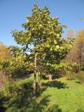 Quercus dentata. Молодое растение в культуре. Владивосток, Академгородок. 13 октября 2013 г.
