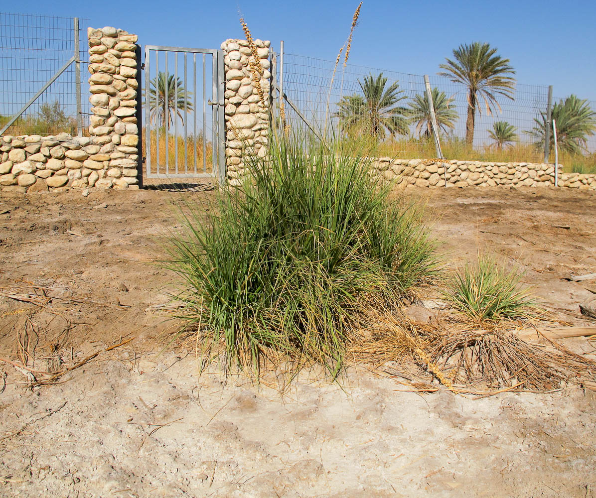 Image of Eragrostis bipinnata specimen.