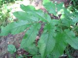 Chaerophyllum aromaticum