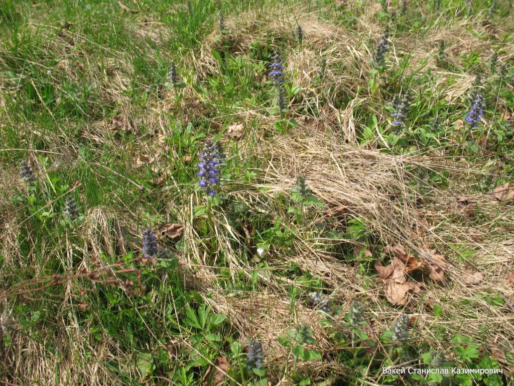 Image of Ajuga reptans specimen.