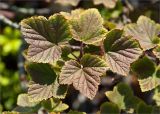 Ribes glabrum