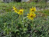 Arnica iljinii. Цветущее растение в зарослях дриады. Чукотский автономный округ, Чукотский р-н, окр. с. Лорино. 9 июля 2013 г.