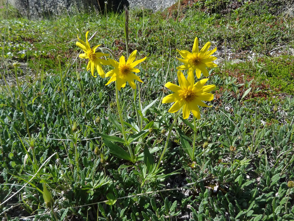 Изображение особи Arnica iljinii.