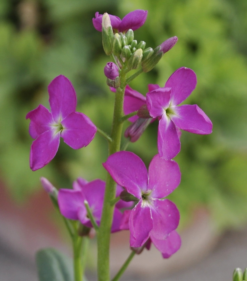 Изображение особи род Matthiola.