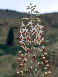 Eremurus soogdianus