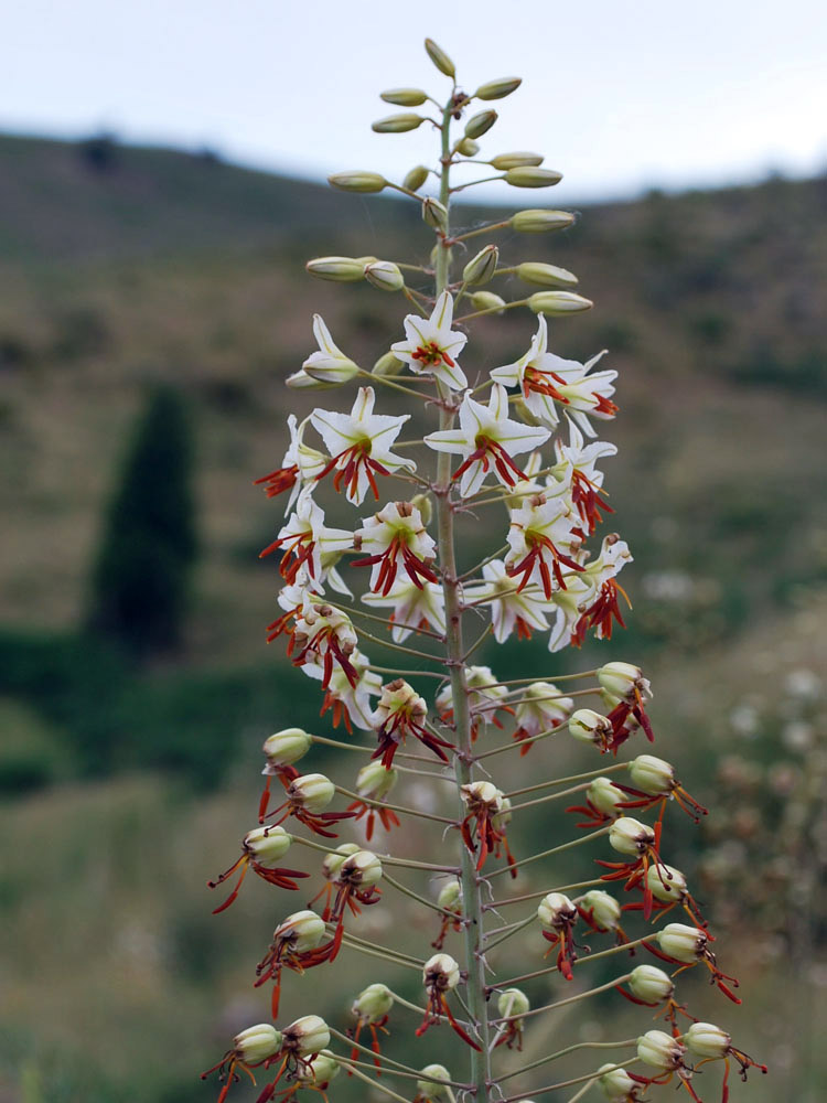 Image of Eremurus soogdianus specimen.