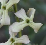 Hesperis laciniata. Цветок. Греция, Пиерия, Олимп. 22.03.2014.