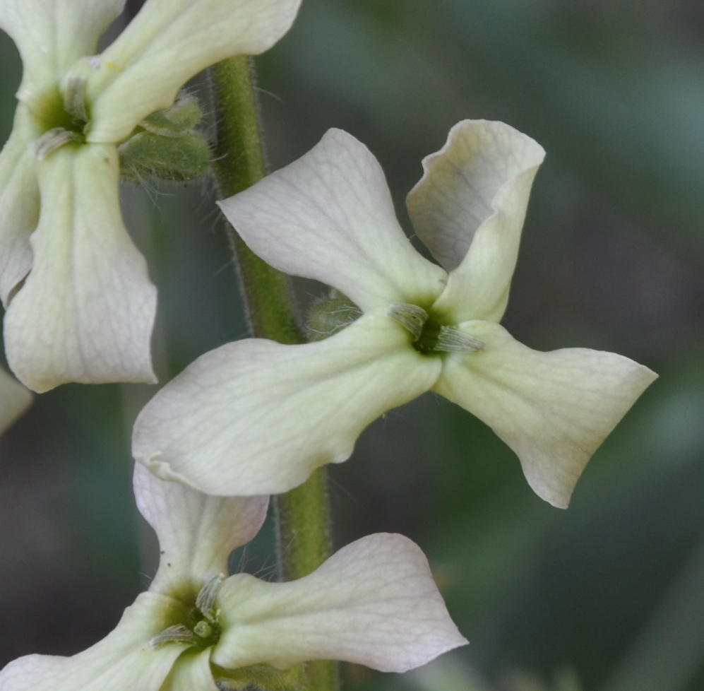 Image of Hesperis laciniata specimen.