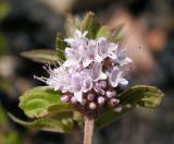 Mentha dahurica. Соцветие. Хабаровский край, Ванинский р-н, окр. пос. Высокогорный. 29.07.2013.