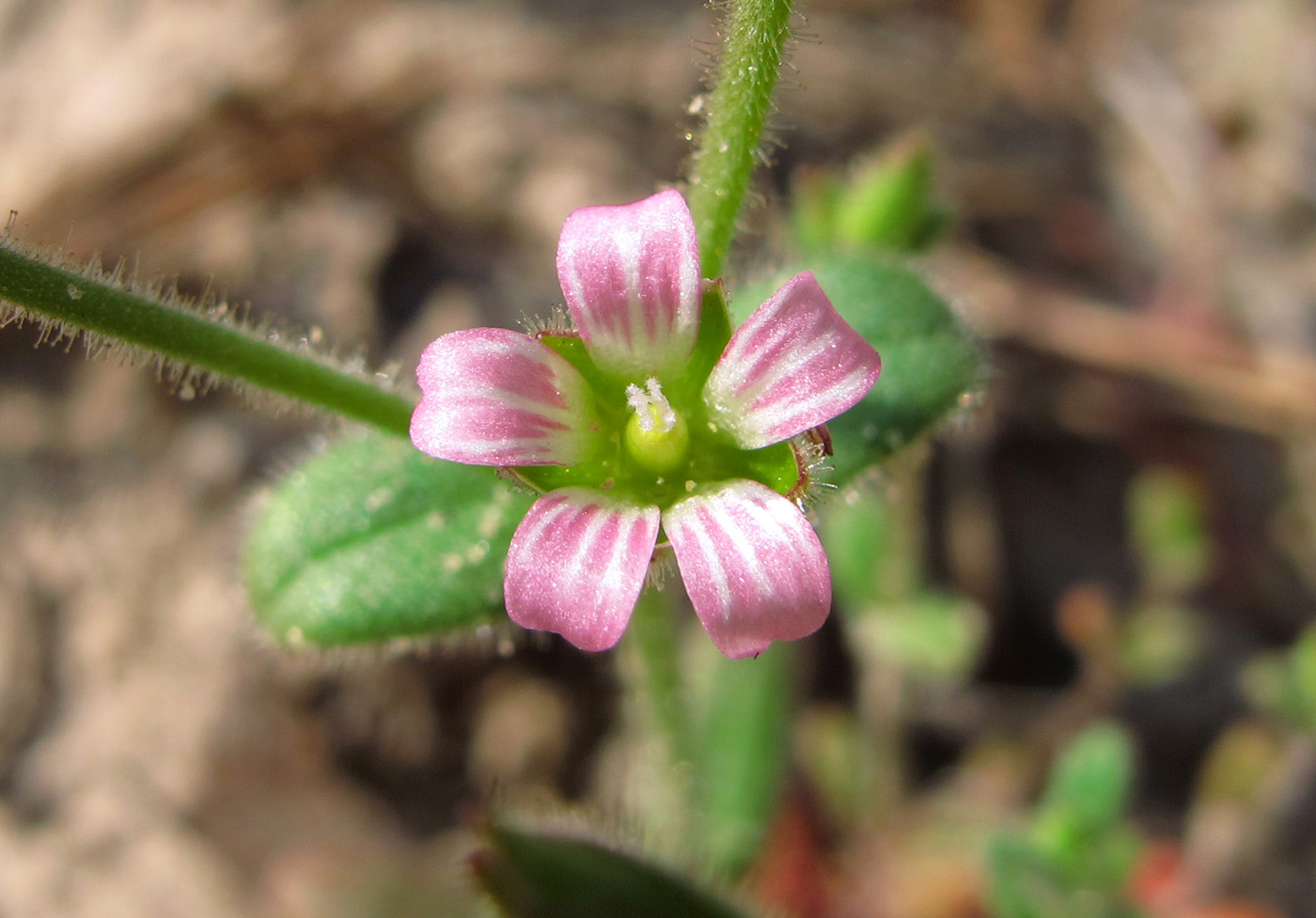 Изображение особи Cerastium pseudobulgaricum.