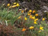 Tulipa australis. Цветущие растения. Южный Берег Крыма, гора Аю-Даг. 20.04.2014.