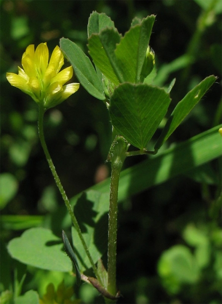 Изображение особи Trifolium dubium.