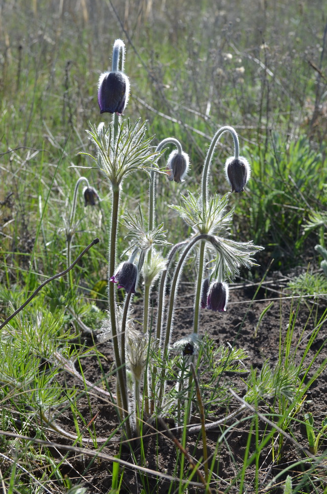 Image of Pulsatilla bohemica specimen.