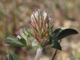 Trifolium scabrum. Соцветие. Крым, Севастополь, Сарандинакина балка. 30.04.2014.
