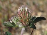 Trifolium scabrum