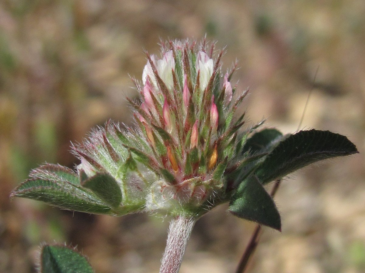 Image of Trifolium scabrum specimen.