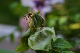 Paeonia suffruticosa