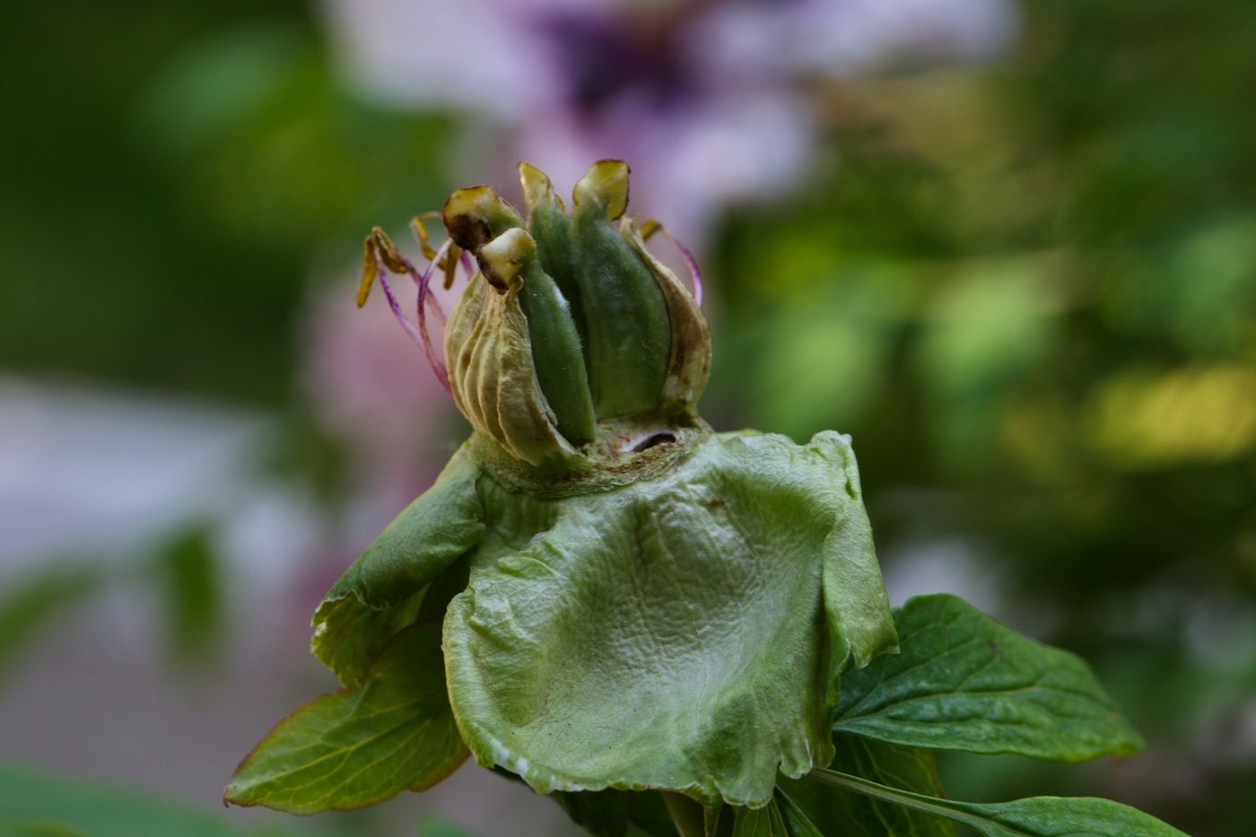 Изображение особи Paeonia suffruticosa.