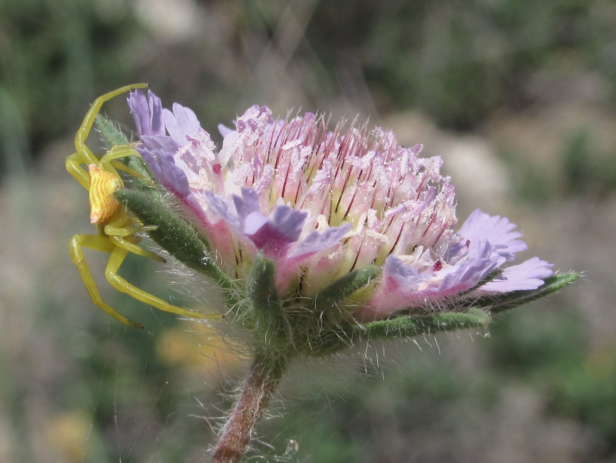 Image of Lomelosia rotata specimen.