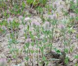 Trifolium arvense