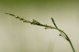 Asparagus officinalis. Верхушка расцветающего побега. Молдова, Кишинев, Ботанический сад АН Молдовы. 19.05.2014.