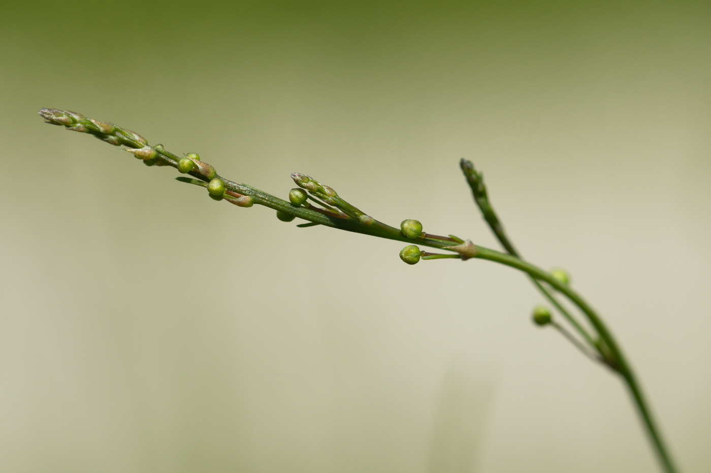 Image of Asparagus officinalis specimen.